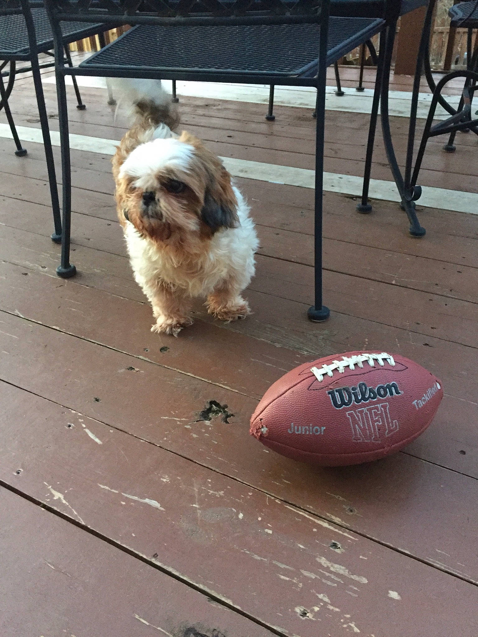 Heart is registered to the contest to win money with this photo: canidae, carnivore, chinese_imperial_dog, companion_dog, dog, dog_breed, havanese, lhasa_apso, mammal, petit_basset_griffon_vendeen, shih_tzu, sporting_group, sporting_lucas_terrier, tibetan_terrier, toy_dog