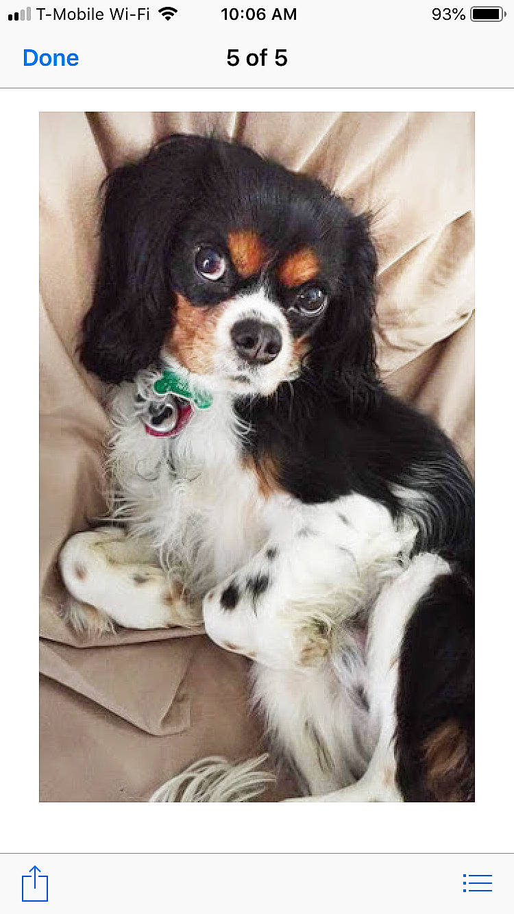 Winston is registered to the contest to win money with this photo: canidae, carnivore, cavalier_king_charles_spaniel, cavapoo, companion_dog, dog, dog_breed, king_charles_spaniel, mammal, phalene, puppy, puppy_love, rare_breed_dog, snout, spaniel, sporting_group, toy_dog, vertebrate