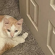 Tatum is registered to the contest to win money with this photo: cat, cream_color, white_color, carpet, door, indoor, pet, feline, resting, fur, animal, cute, domestic, closeup, laying, looking, ears, whiskers, paws, relaxed