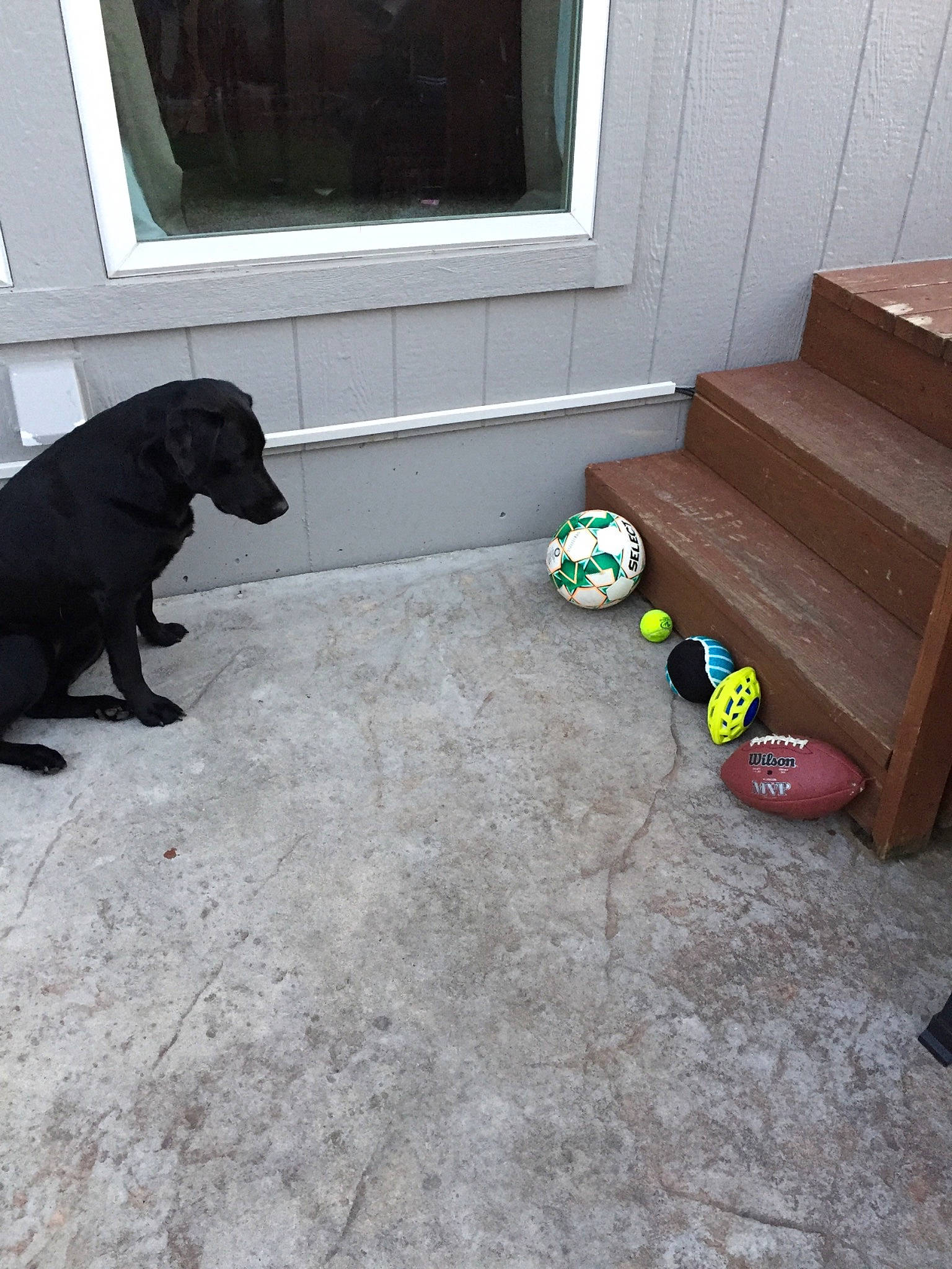 Molly is registered to the contest to win money with this photo: canidae, carnivore, dog, dog_breed, flat_coated_retriever, floor, flooring, hardwood, home, labrador_retriever, puppy, sporting_group, tile