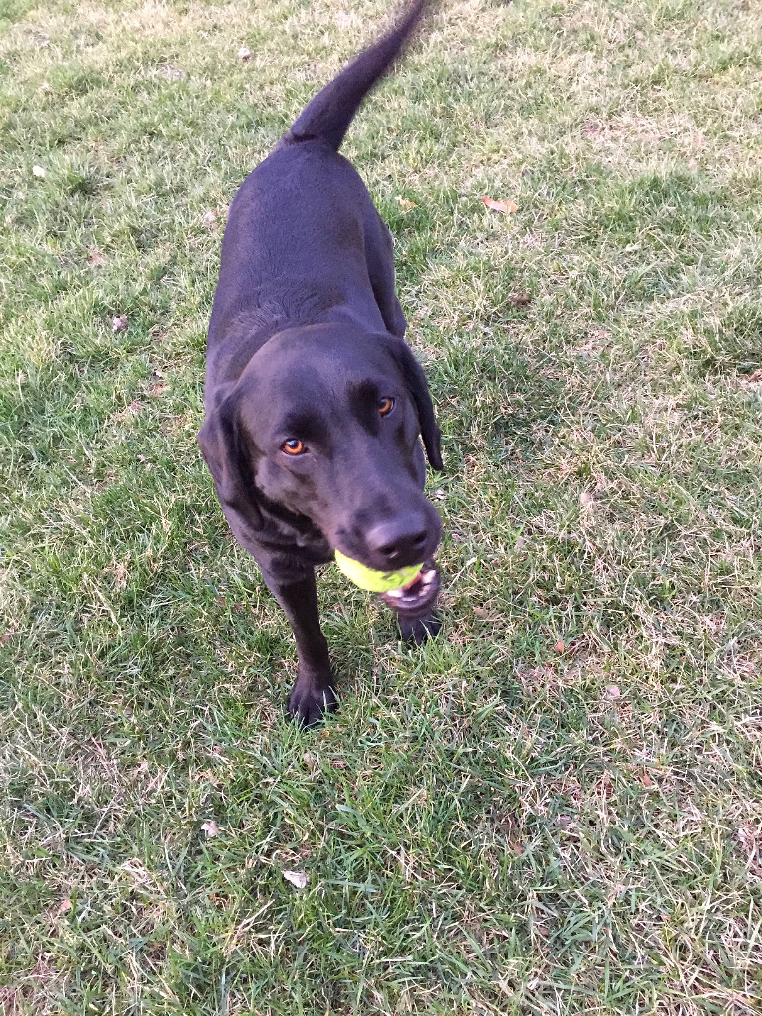 Molly joined the competition — help win amazing prizes! beagador, canidae, carnivore, dog, dog_breed, grass, hunting_dog, labrador_retriever, mammal, patterdale_terrier, sporting_group, tail, vertebrate