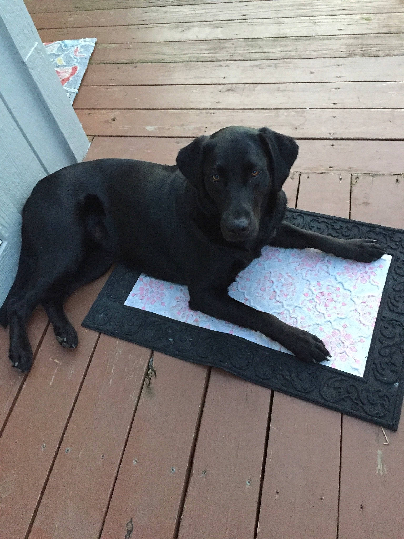 Molly is registered to the contest to win money with this photo: beagador, borador, canidae, carnivore, companion_dog, dog, dog_breed, floor, hunting_dog, labrador_retriever, patterdale_terrier, puppy, sporting_group, tail