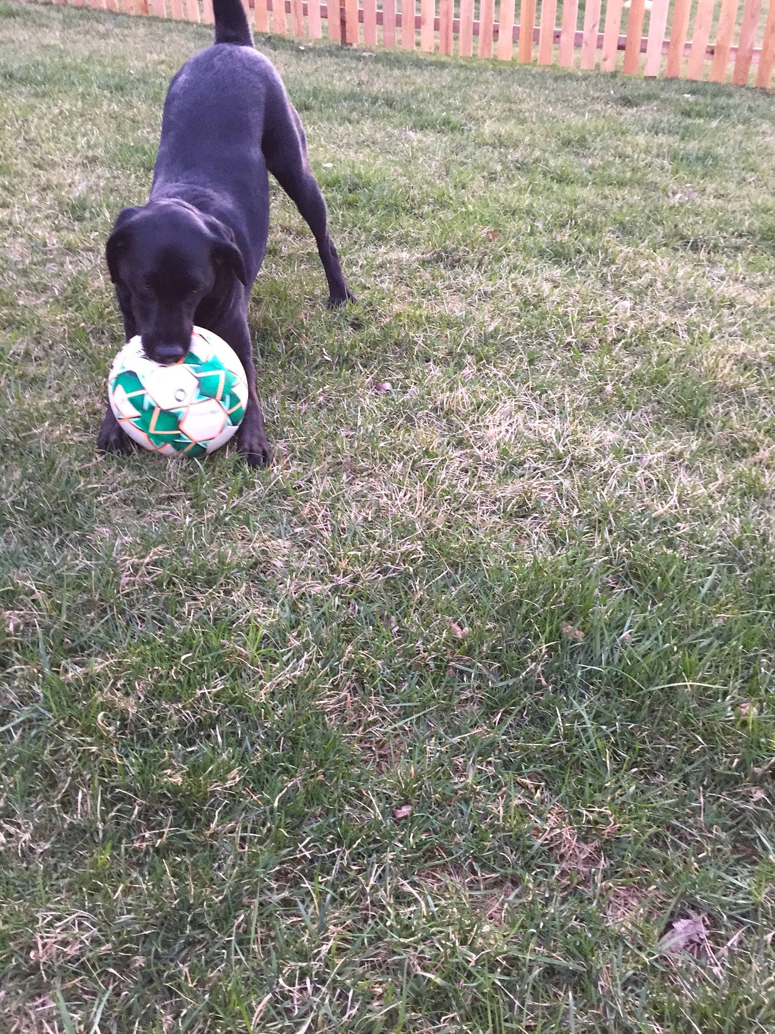 Molly joined the competition — help win amazing prizes! canidae, carnivore, companion_dog, dog, dog_breed, grass, labrador_retriever, lawn, plant, play, pointer, puppy, sporting_group