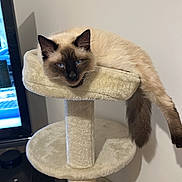 Zippir participe au concours pour gagner de l'argent avec cette photo : animal, beige, blue_eyes, cat, cat_tree, cute, domestic_cat, fluffy, furniture, household, indoor, living_room, lounging, pet, relaxed, resting, siamese_cat, sleepy, soft, tail
