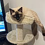 animal, beige, blue_eyes, cat, cat_tree, cute, domestic_cat, fluffy, furniture, household, indoor, living_room, lounging, pet, relaxed, resting, siamese_cat, sleepy, soft, tail