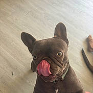 Alia a rejoint le concours — aidez-le/la à gagner de superbes lots ! dog, french_bulldog, brown_dog, pet, tongue_out, floor, indoor, curious, playful, close_up, canine, animal, ears_up, looking_up, collar, cute, expression, domestic_animal, snout, companion