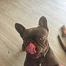 animal, brown_dog, canine, close_up, collar, companion, curious, cute, dog, domestic_animal, ears_up, expression, floor, french_bulldog, indoor, looking_up, pet, playful, snout, tongue_out
