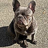 Alia a rejoint le concours — aidez-le/la à gagner de superbes lots ! dog, french_bulldog, pet, animal, outdoor, pavement, sunlight, shadow, sitting, fur, ears, face, expression, cute, companion, mammal, one_animal, daylight, closeup, portrait