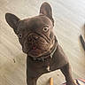 Alia participe au concours pour gagner de l'argent avec cette photo : dog, french_bulldog, pet, animal, curious, standing, indoor, floor, brown, ears, eyes, tongue, collar, paw, closeup, looking_up, cute, expression, companion, canine