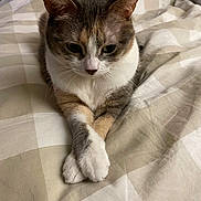 Abby participe au concours pour gagner de l'argent avec cette photo : cat, animal, pet, feline, bed, blanket, crossed_paws, striped_fur, white_fur, indoor, cute, resting, soft_lighting, cozy, domestic, sleepy, whiskers, ears, closeup, relaxed