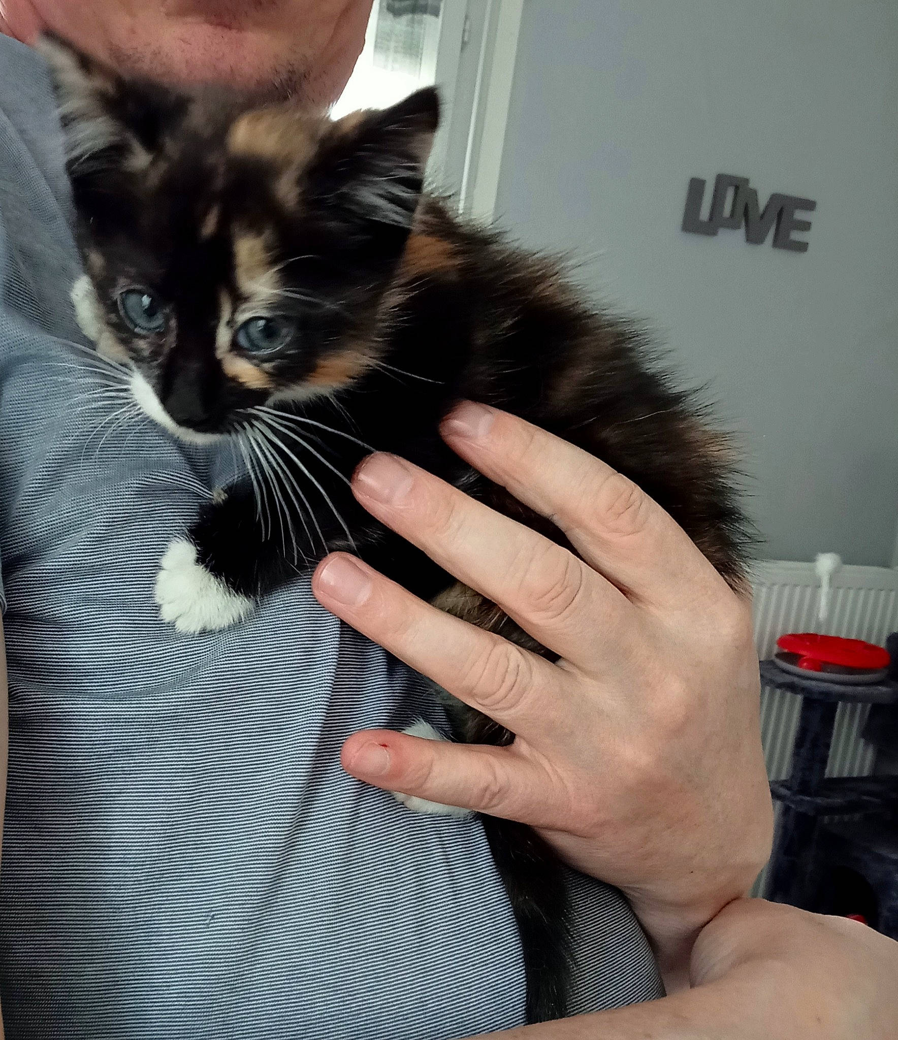 Lexie a rejoint le concours — aidez-le/la à gagner de superbes lots ! black_cat, black_hair, carnivore, cat, claw, comfort, domestic_short_haired_cat, ear, felidae, finger, fur, gesture, hand, lap, nail, paw, small_to_medium_sized_cats, snout, tail, whiskers