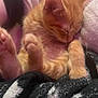 kitten, cat, sleeping, orange, fur, paws, cozy, blanket, cute, pet, animal, closeup, snuggled, resting, soft, warm, indoors, feline, tiny, adorable