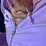 Onyx is registered to the contest to win money with this photo: kitten, cat, sleeping, lavender, hoodie, zipper, cozy, pet, fur, cute, animal, comfort, closeup, soft, resting, young, orange, indoor, warm, snuggle