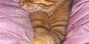 Onyx is registered to the contest to win money with this photo: cat, kitten, orange_tabby, sleeping, paws, pink_blanket, cozy, furry, pet, cute, domestic_animal, relaxed, whiskers, close_up, fur, animal, indoor, resting, adorable, soft