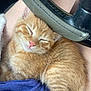 Onyx joined the competition — help win amazing prizes! kitten, cat, sleeping, orange_tabby, pet, animal, fur, whiskers, paw, closeup, cozy, lap, human, hand, steering_wheel, car_interior, relaxing, cute, domestic_cat, nap
