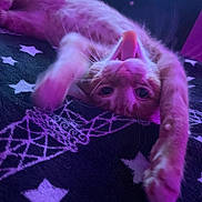 Onyx is registered to the contest to win money with this photo: cat, orange_cat, stretching, blanket, stars, purple_light, indoor, pet, whiskers, fur, paw, mouth_open, cozy, relaxed, cute, animal, feline, playful, comfortable, closeup
