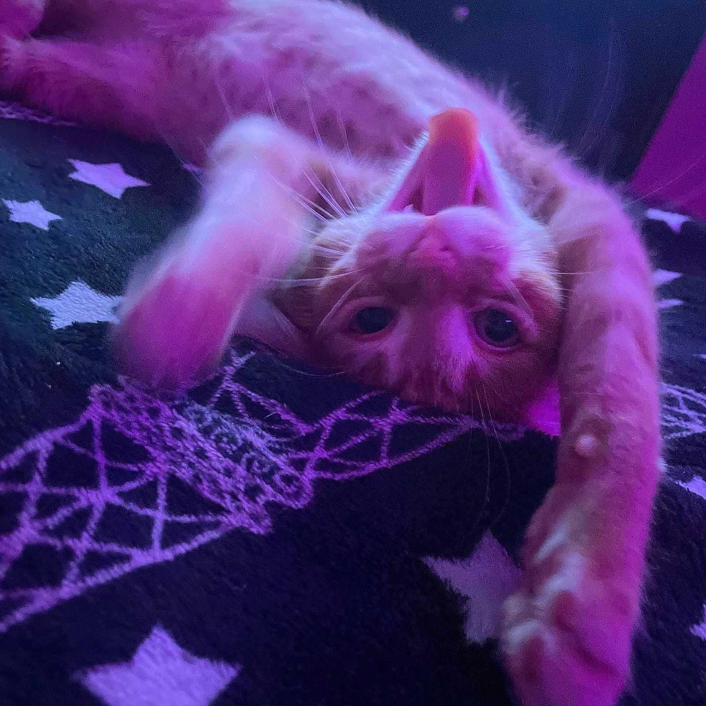 Onyx is registered to the contest to win money with this photo: animal, blanket, cat, closeup, comfortable, cozy, cute, feline, fur, indoor, mouth_open, orange_cat, paw, pet, playful, purple_light, relaxed, stars, stretching, whiskers