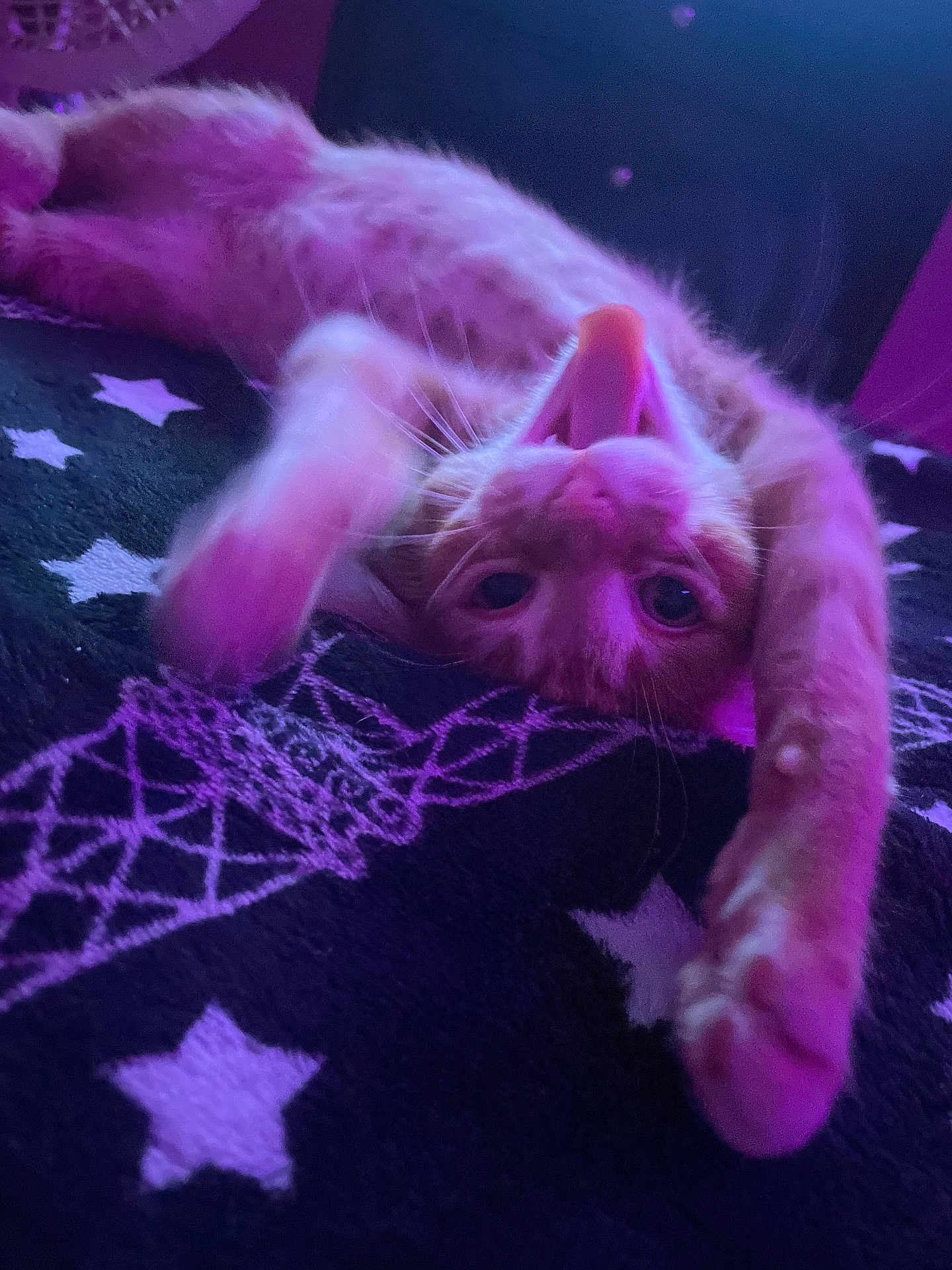 Onyx is registered to the contest to win money with this photo: cat, orange_cat, stretching, blanket, stars, purple_light, indoor, pet, whiskers, fur, paw, mouth_open, cozy, relaxed, cute, animal, feline, playful, comfortable, closeup