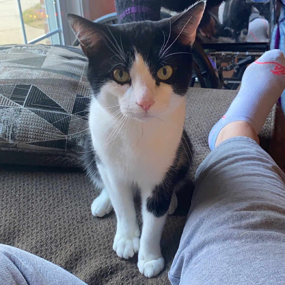 Pepper