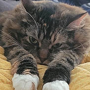Bella Marquez joined the competition — help win amazing prizes! cat, tortoiseshell, feline, pet, sleeping, lying_down, paws, white_paws, whiskers, ears, fur, green_eyes, close_up, portrait, blanket, bed, indoor, cozy, relaxed, cute