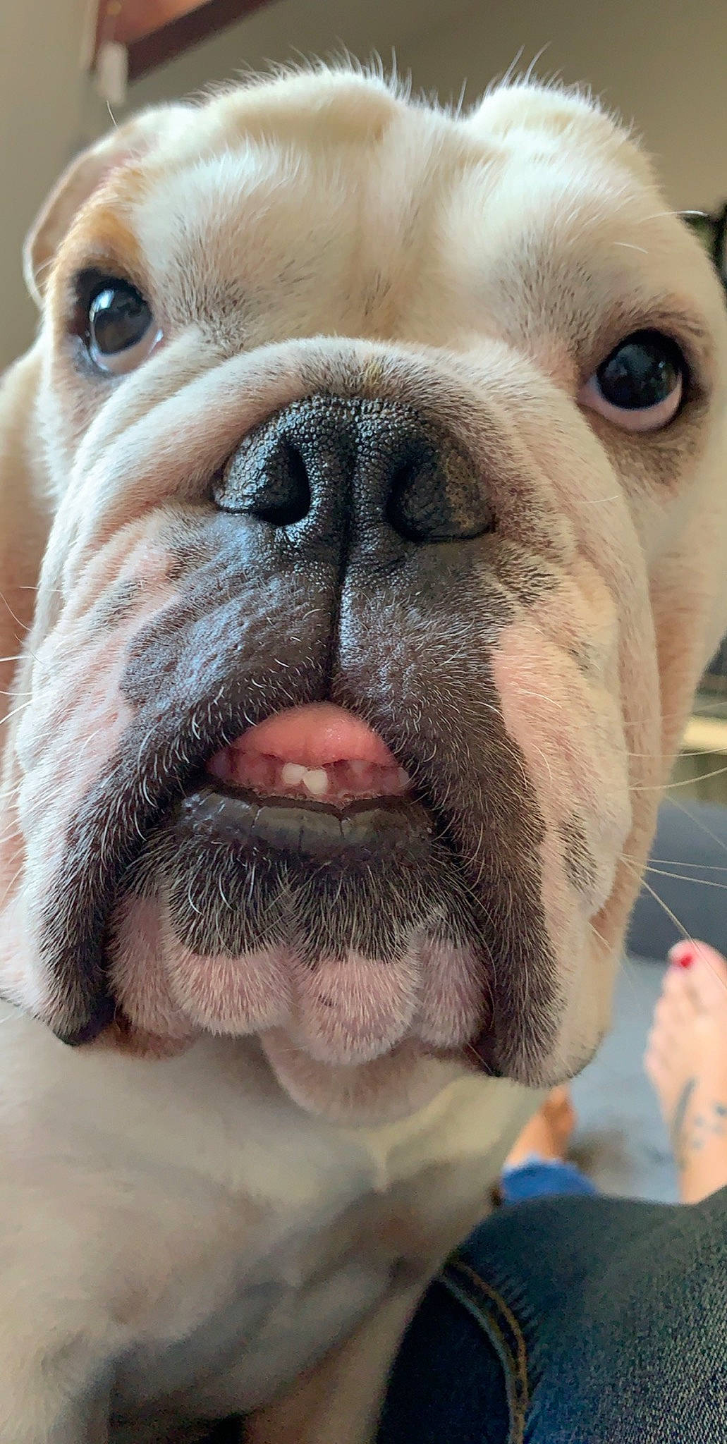 Nils participe au concours pour gagner de l'argent avec cette photo : australian_bulldog, british_bulldogs, bulldog, canidae, carnivore, close_up, companion_dog, dog, dog_breed, dorset_olde_tyme_bulldogge, mammal, nose, old_english_bulldog, olde_english_bulldogge, skin, snout, toy_bulldog, vertebrate, white_english_bulldog, wrinkle