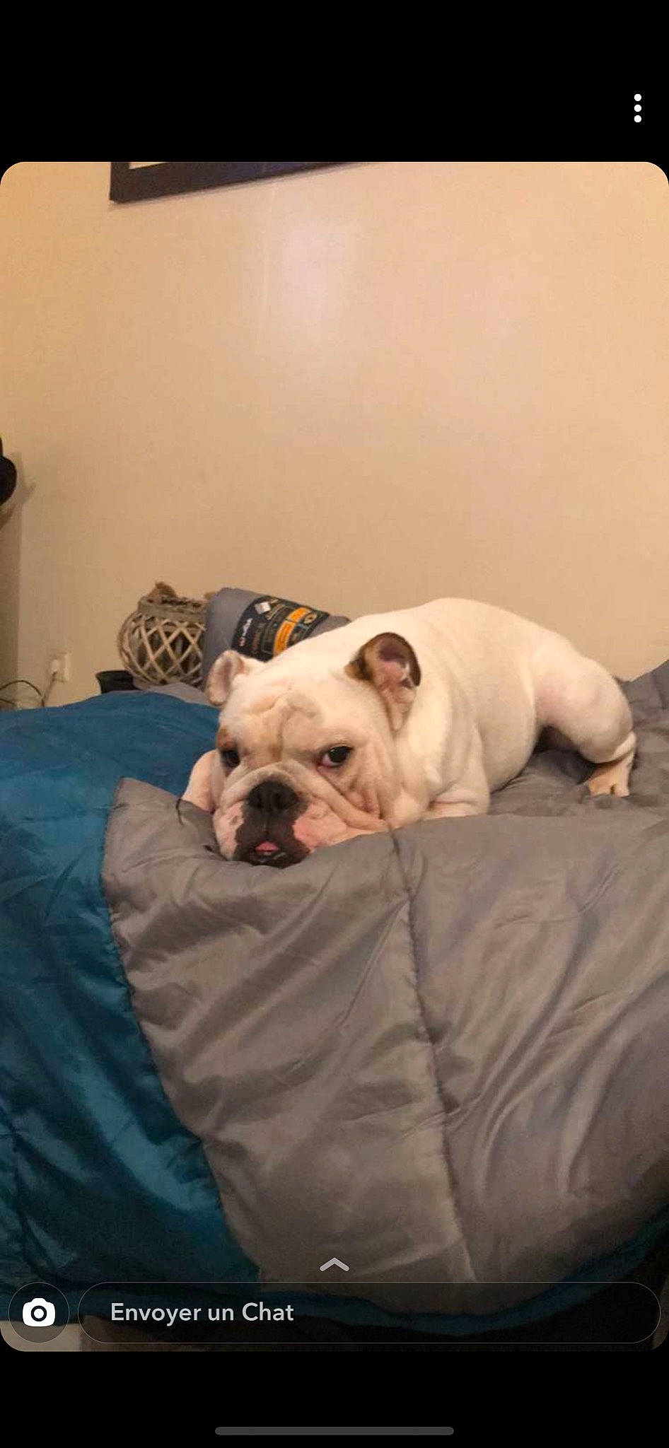 Nils a rejoint le concours — aidez-le/la à gagner de superbes lots ! american_bulldog, australian_bulldog, bulldog, canidae, carnivore, companion_dog, dog, dog_breed, dorset_olde_tyme_bulldogge, french_bulldog, mammal, non_sporting_group, nose, old_english_bulldog, puppy, skin, snout, toy_bulldog, vertebrate, white_english_bulldog