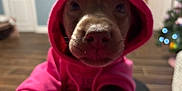 Bronx is registered to the contest to win money with this photo: animal, blurred_background, christmas_tree, close_up, cozy, cute, dog, domestic_animal, face, hoodie, indoor, lights, mammal, pet, pink_clothing, puppy, small_dog, snout, warm_clothing, wooden_floor