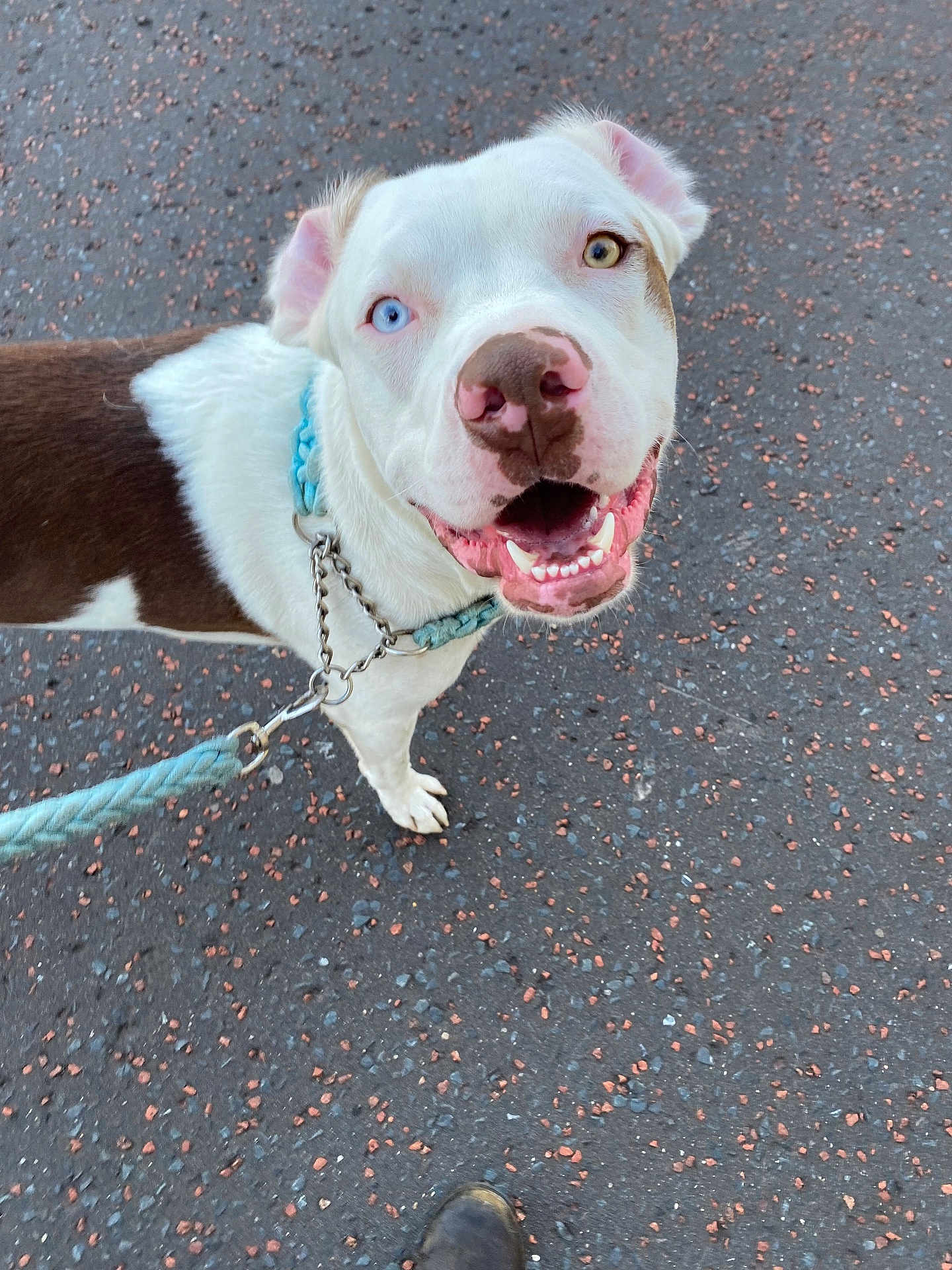 Tyson is registered to the contest to win money with this photo: dog, leash, heterochromia, happy, outdoor, pavement, animal, pet, canine, closeup, white, brown, collar, tongue, smiling, walking, friendly, cute, ears, nose