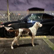 Tyson joined the competition — help win amazing prizes! dog, street, car, night, blurry, fence, side_view, animal, outdoor, pavement, vehicle, parking, dark, canine, standing, urban, spotlight, tail, head, quiet
