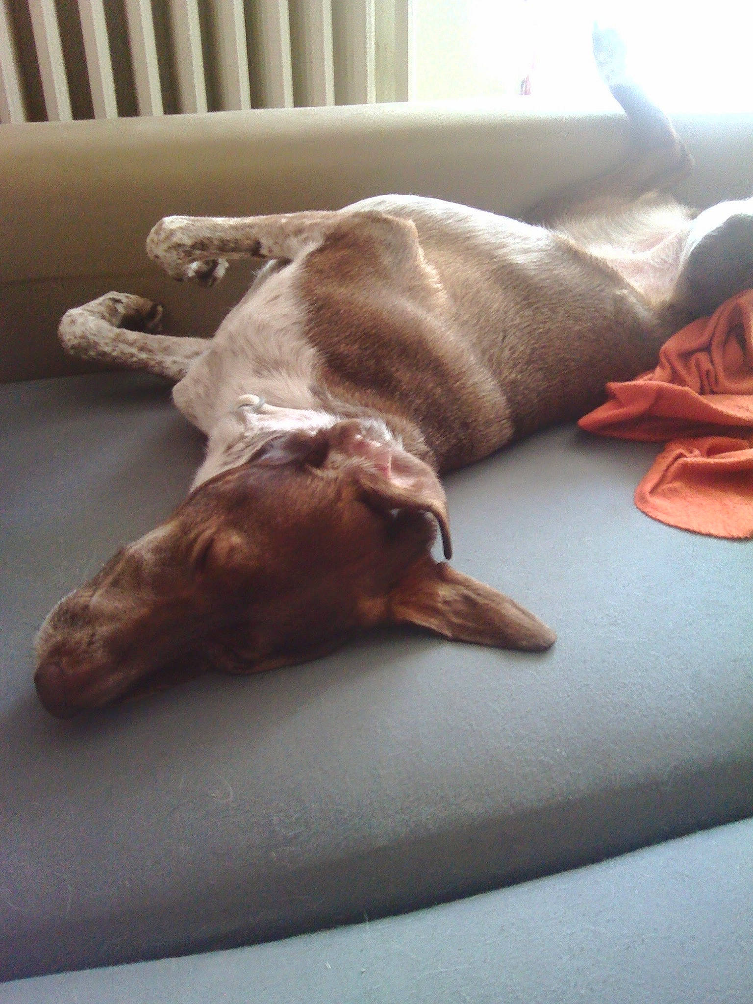 GAYA a rejoint le concours — aidez-le/la à gagner de superbes lots ! canidae, carnivore, companion_dog, dog, dog_breed, fawn, liver, pointer, sporting_group, weimaraner