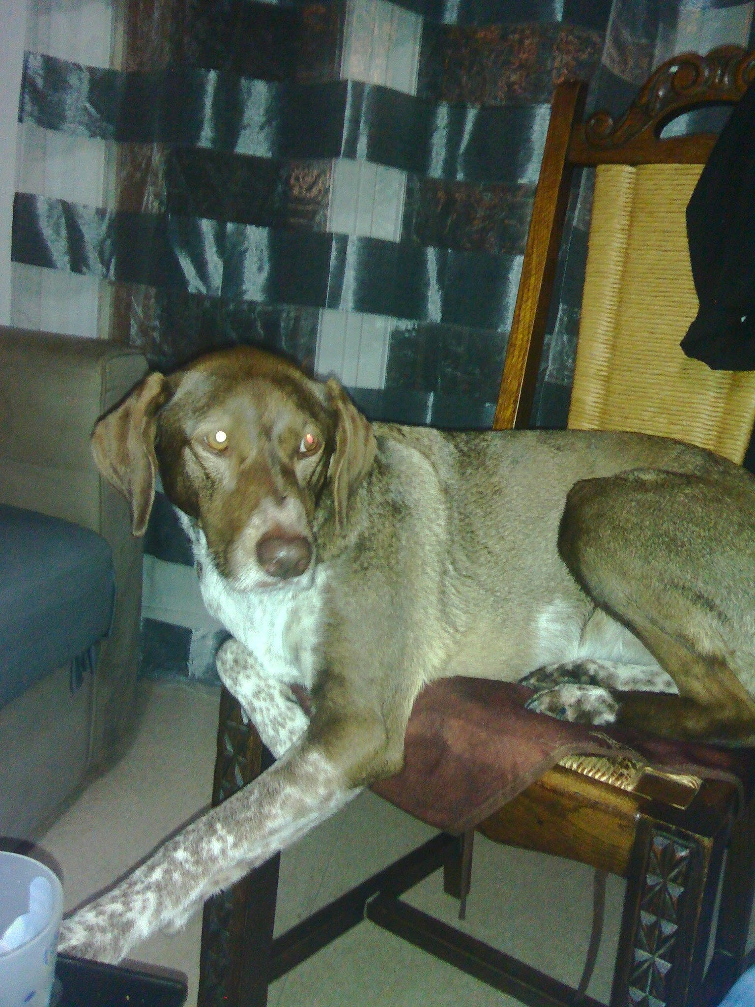 GAYA participe au concours pour gagner de l'argent avec cette photo : braque_du_bourbonnais, braque_francais, canidae, carnivore, dog, dog_breed, fawn, german_shorthaired_pointer, hunting_dog, liver, pachon_navarro, pointer, pointing_breed, sporting_group