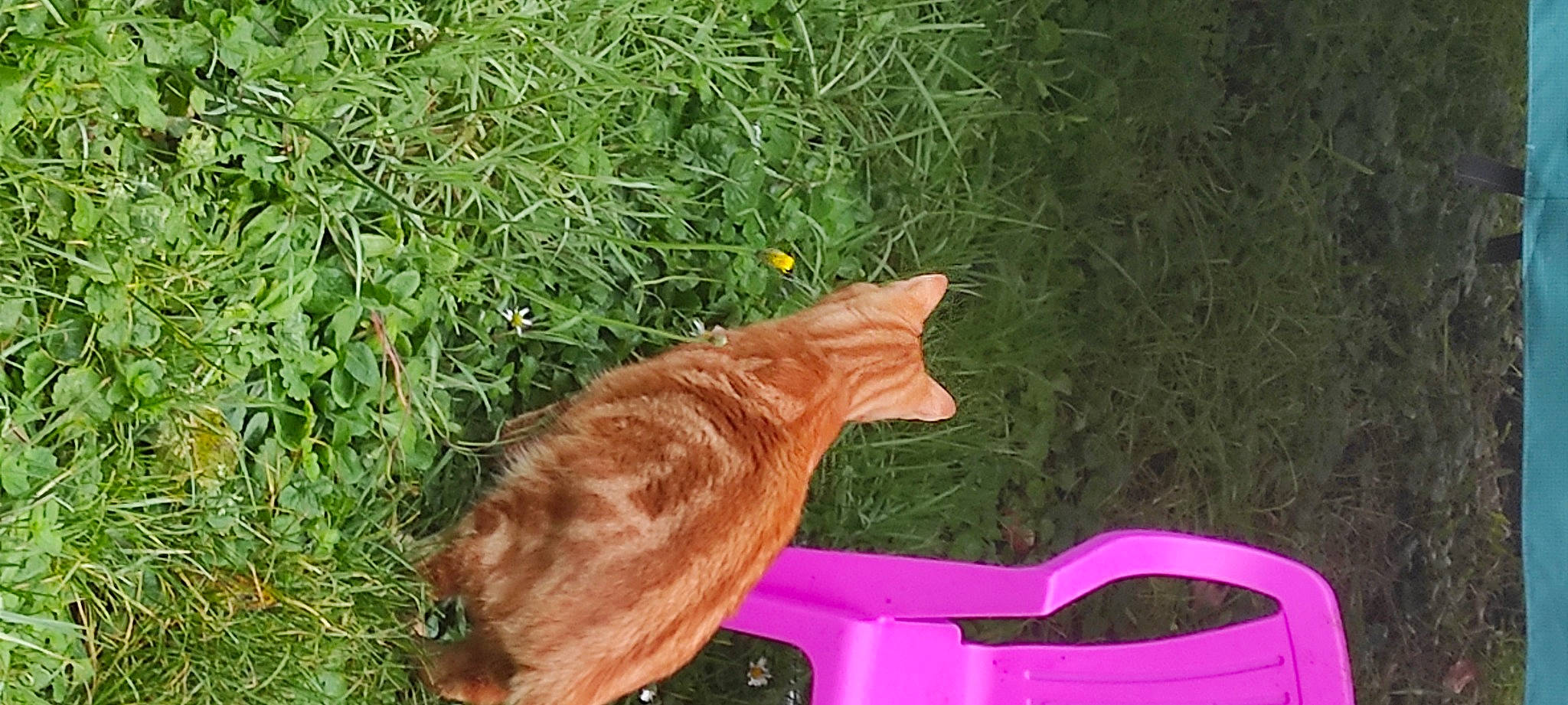 Marcus participe au concours pour gagner de l'argent avec cette photo : canidae, carnivore, cat, dog_breed, fawn, felidae, fur, grass, groundcover, herb, liver, peach, plant, small_to_medium_sized_cats, sporting_group, tail, terrestrial_animal, whiskers, wildlife, wood