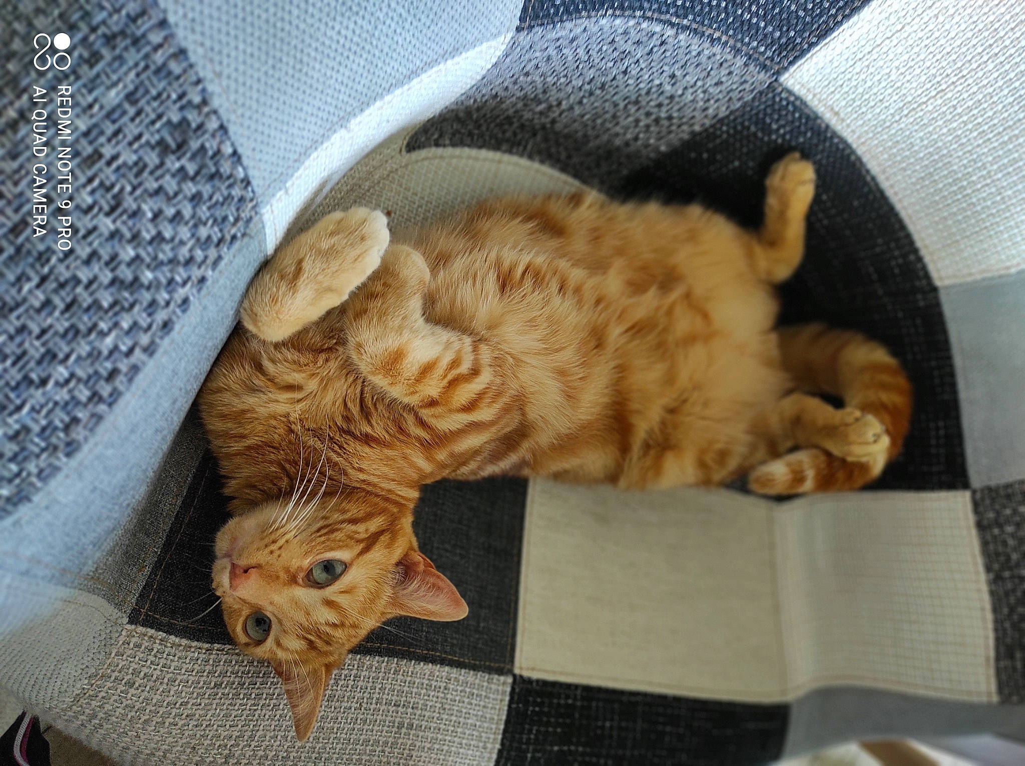 Marcus participe au concours pour gagner de l'argent avec cette photo : animal_shelter, canidae, carnivore, cat, cat_bed, cat_supply, claw, comfort, domestic_short_haired_cat, fawn, felidae, fur, linens, mesh, paw, small_to_medium_sized_cats, snout, tail, terrestrial_animal, whiskers