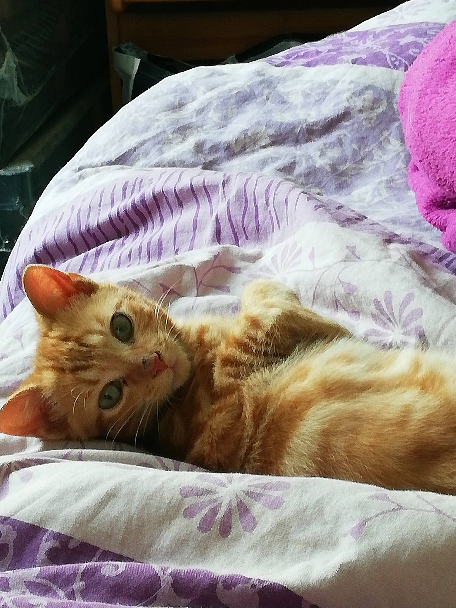 Marcus participe au concours pour gagner de l'argent avec cette photo : american_shorthair, bed, bed_sheet, carnivore, cat, comfort, european_shorthair, eye, fawn, felidae, fur, furniture, kitten, nap, pink, sleep, small_to_medium_sized_cats, tabby_cat, textile, whiskers