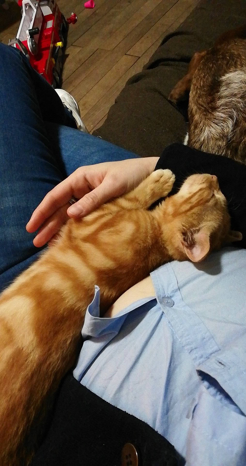 Marcus a rejoint le concours — aidez-le/la à gagner de superbes lots ! canidae, carnivore, cat, ear, fawn, felidae, fur, gesture, hand, leg, small_to_medium_sized_cats