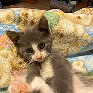 Jack Frost joined the competition — help win amazing prizes! animal, blanket, cat, close_up, cozy, cute, feline, fur, gray_cat, indoor, kitten, patterned_blanket, paw, pet, pink_paw, relaxed, soft, whiskers, white_cat, young_animal