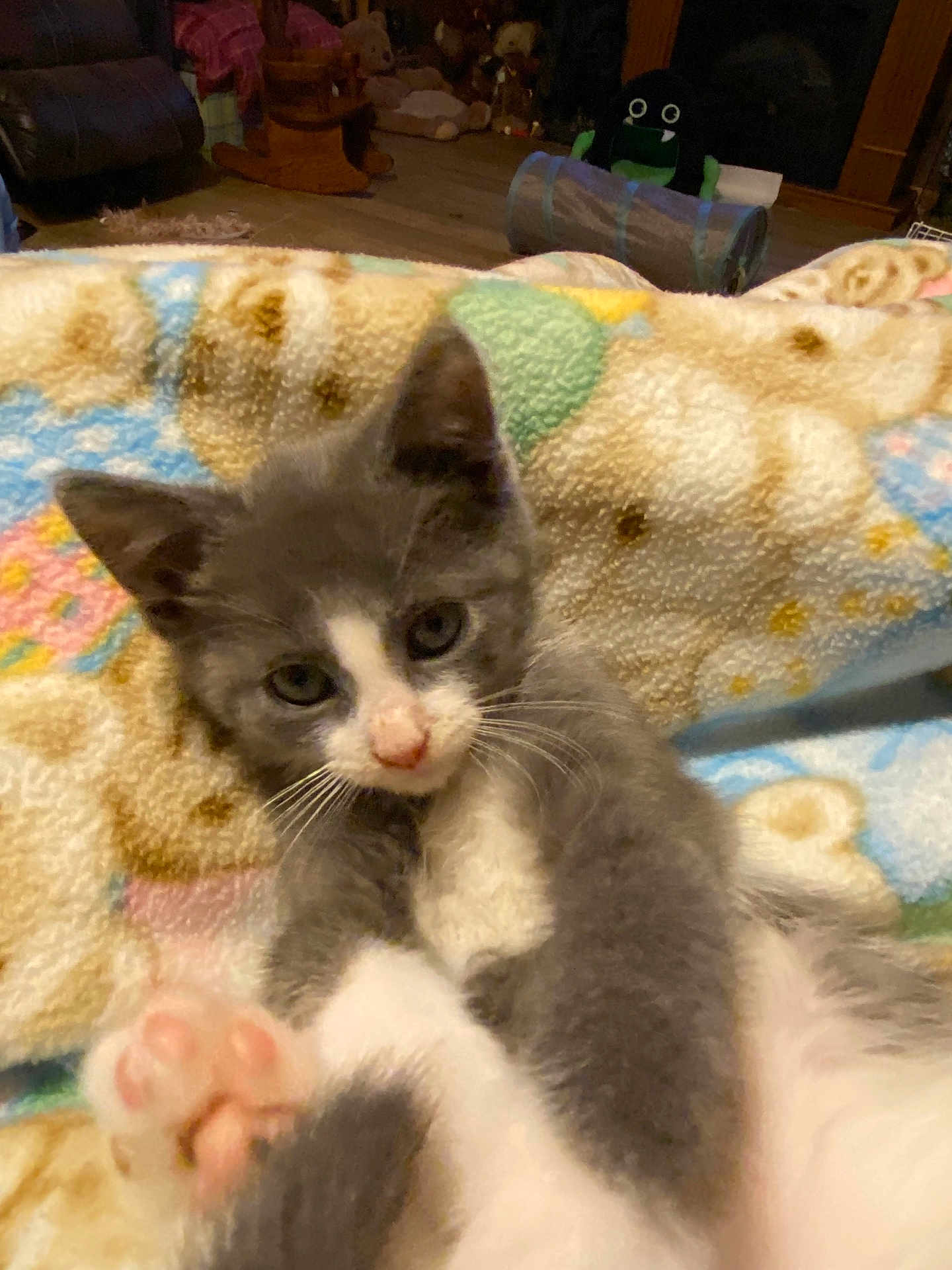 Jack Frost joined the competition — help win amazing prizes! animal, blanket, cat, close_up, cozy, cute, feline, fur, gray_cat, indoor, kitten, patterned_blanket, paw, pet, pink_paw, relaxed, soft, whiskers, white_cat, young_animal