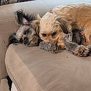 Bella Mae Lily Rose joined the competition — help win amazing prizes! animal, closeup, companion, couch, cozy, cute, dog, domestic, ears, friendly, fur, home, indoor, laying, paws, pet, relaxed, resting, snuggle, two_dogs