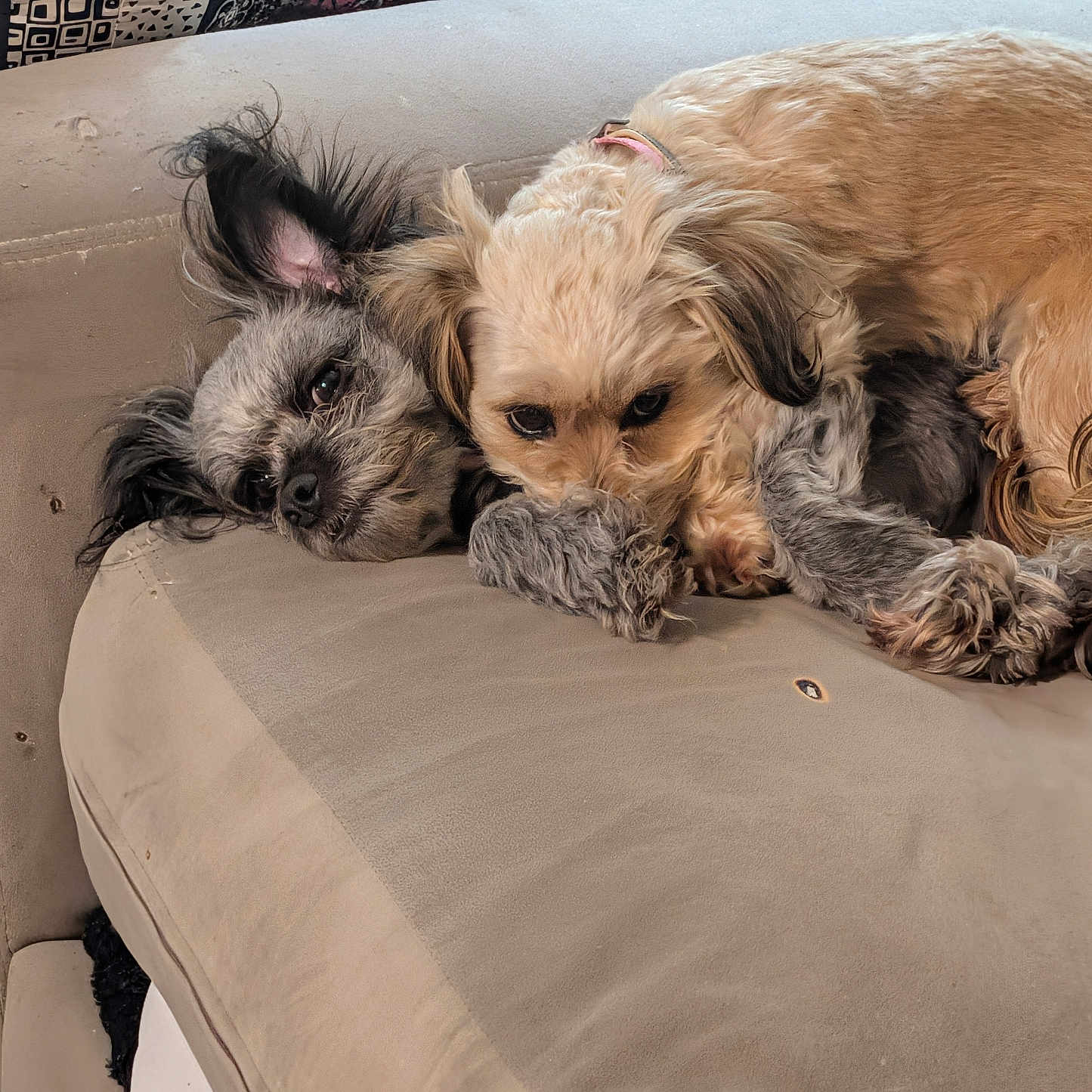 Bella Mae Lily Rose joined the competition — help win amazing prizes! animal, closeup, companion, couch, cozy, cute, dog, domestic, ears, friendly, fur, home, indoor, laying, paws, pet, relaxed, resting, snuggle, two_dogs