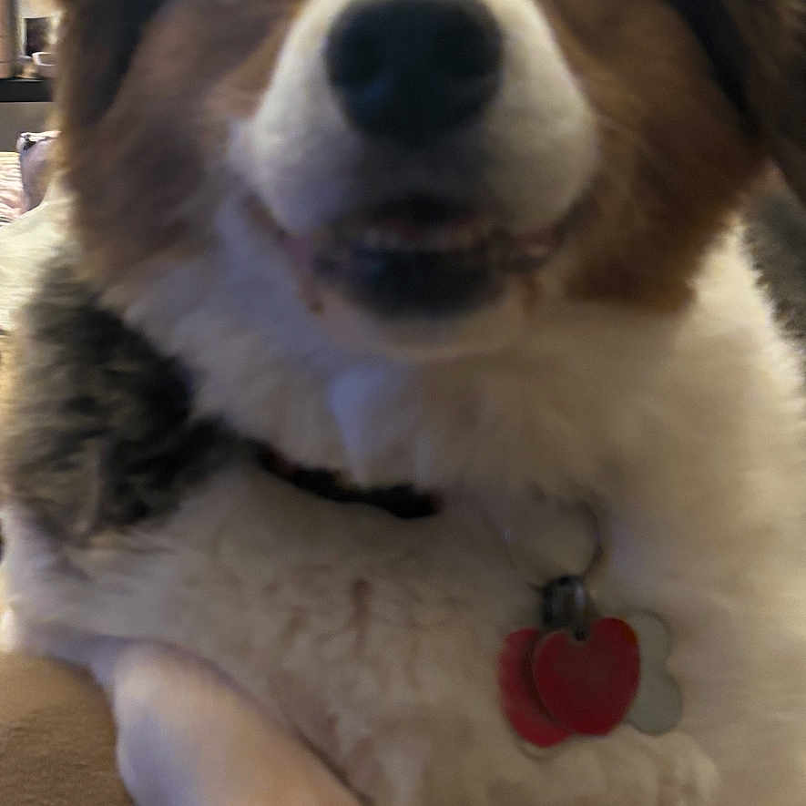 Millie joined the competition — help win amazing prizes! animal, black, brown, canine, close_up, collar, companion, cute, dog, domestic_animal, face, fluffy, friend, fur, indoor, paw, pet_tag, portrait, resting, white