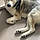 Arko