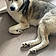 Arko