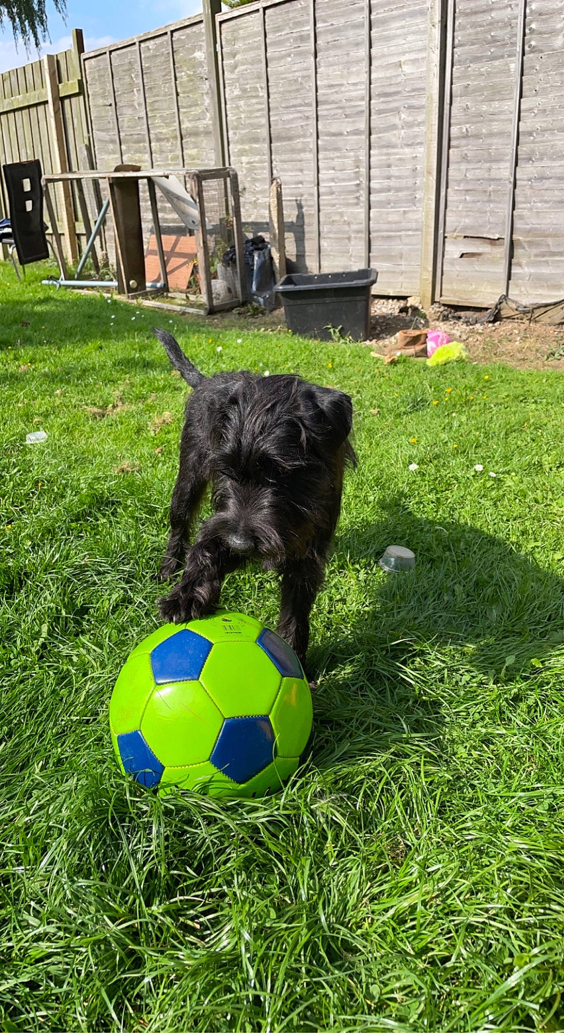 Eddie is registered to the contest to win money with this photo: ball, carnivore, companion_dog, dog, dog_breed, dog_collar, football, garden, grass, groundcover, lawn, pet_supply, snout, soccer, soccer_ball, sports_equipment, tail, tennis_ball, toy_dog, working_animal
