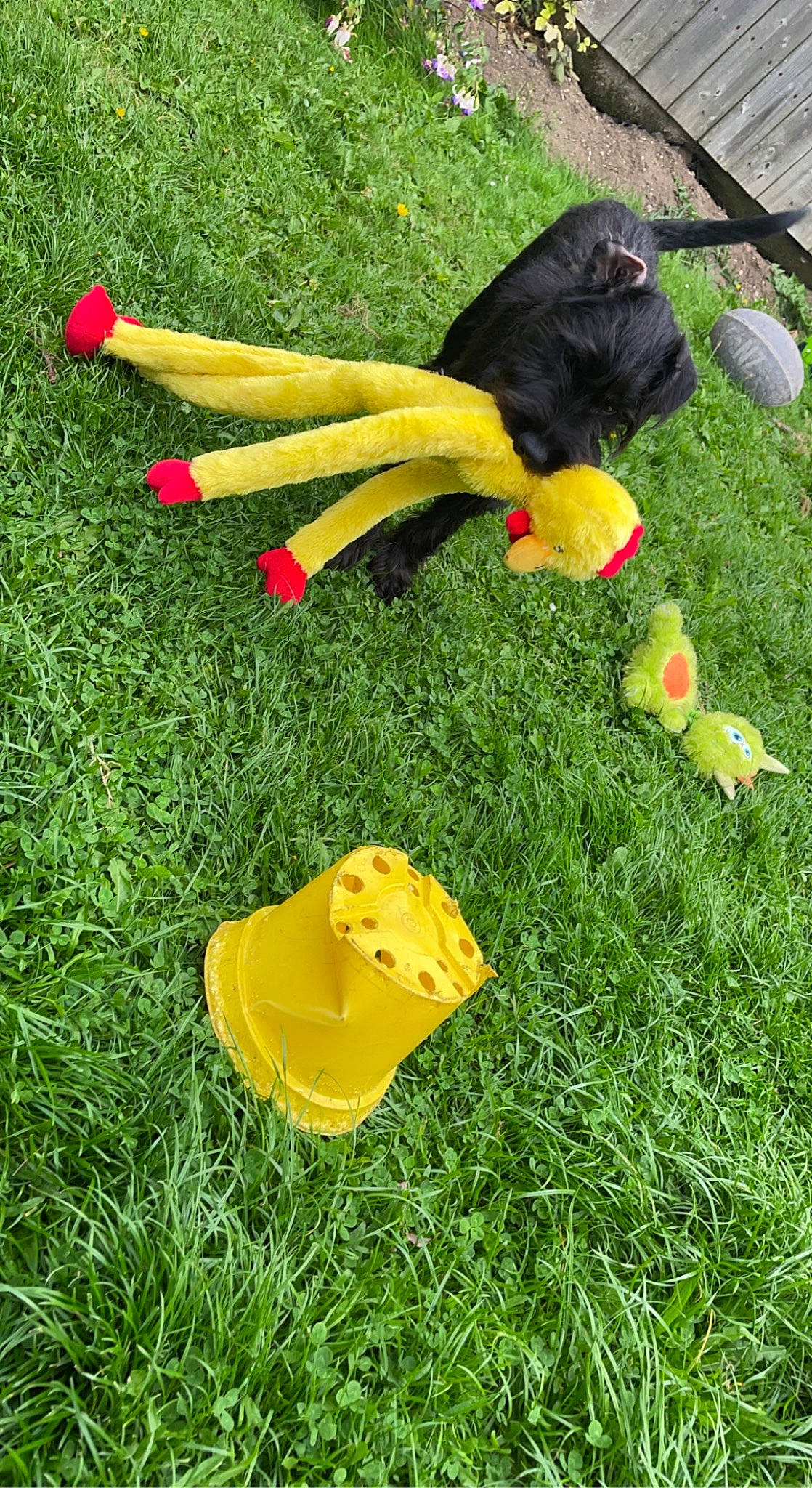 Eddie joined the competition — help win amazing prizes! coquelicot, grass, grassland, groundcover, herb, lawn, leaf_vegetable, petal, plant, plastic, recreation, tail