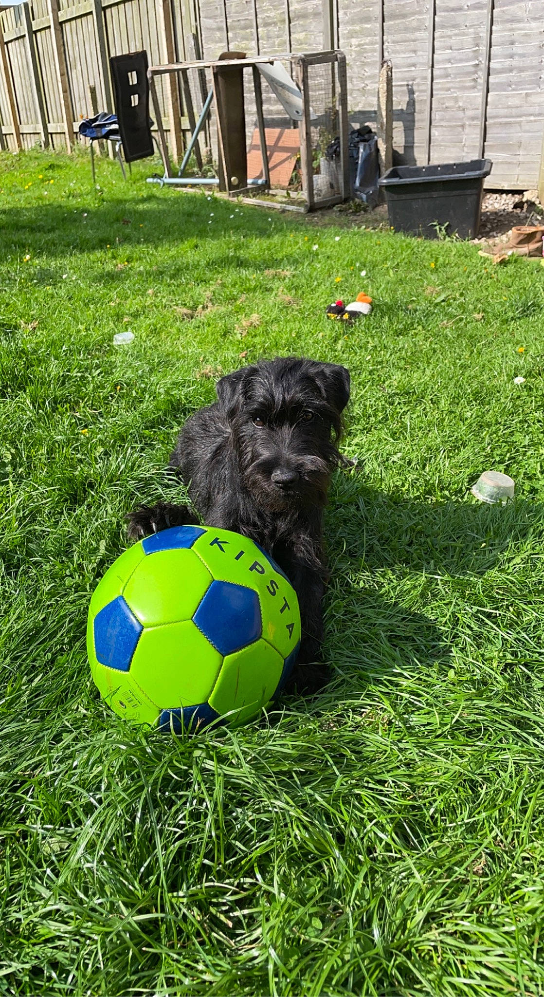 Eddie joined the competition — help win amazing prizes! ball, bench, carnivore, companion_dog, dog, dog_breed, football, grass, groundcover, lawn, personal_protective_equipment, plant, player, soccer, soccer_ball, sports, sports_equipment, sports_gear, team_sport, working_animal
