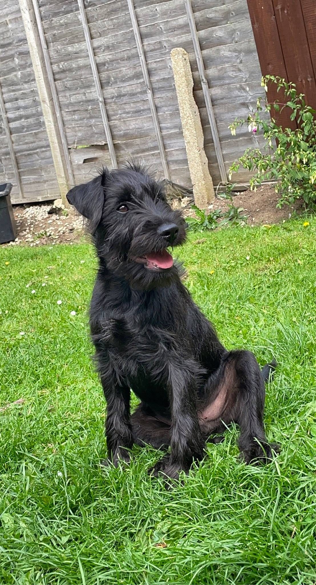 Eddie joined the competition — help win amazing prizes! borador, canidae, carnivore, companion_dog, dog, dog_breed, fur, grass, groundcover, liver, plant, snout, tail, terrestrial_animal, terrier