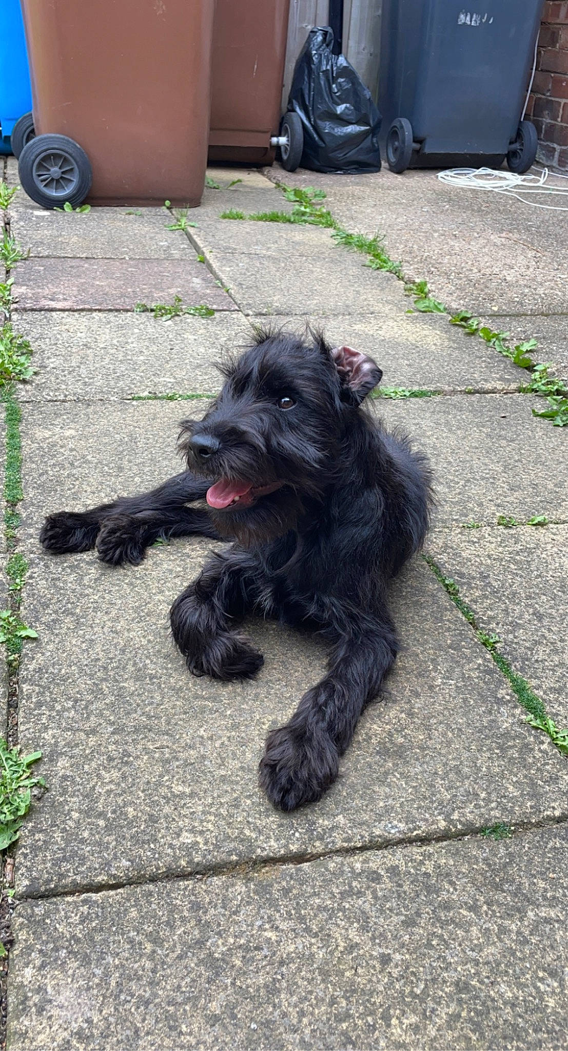 Eddie joined the competition — help win amazing prizes! asphalt, automotive_tire, bag, barrel, carnivore, companion_dog, dog, dog_breed, fur, grass, luggage_and_bags, road_surface, sidewalk, small_terrier, snout, tail, terrier, tire, wheel, working_animal