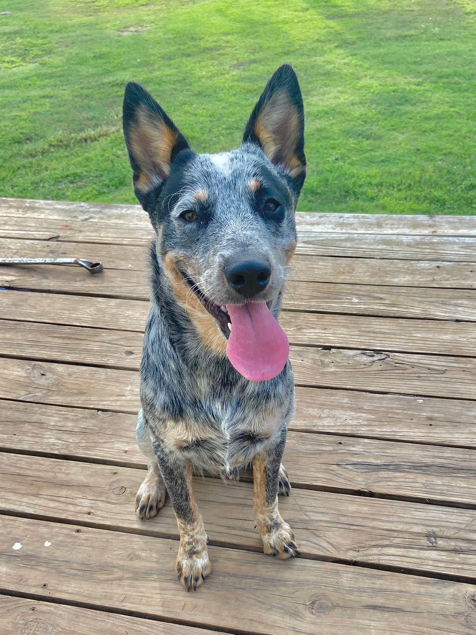 Fat Boy is registered to the contest to win money with this photo: australian_cattle_dog, australian_stumpy_tail_cattle_dog, canidae, carnivore, collar, companion_dog, dog, dog_breed, fawn, guard_dog, herding_dog, plank, plant, snout, sporting_group, texas_heeler, whiskers, wood, working_animal, working_dog