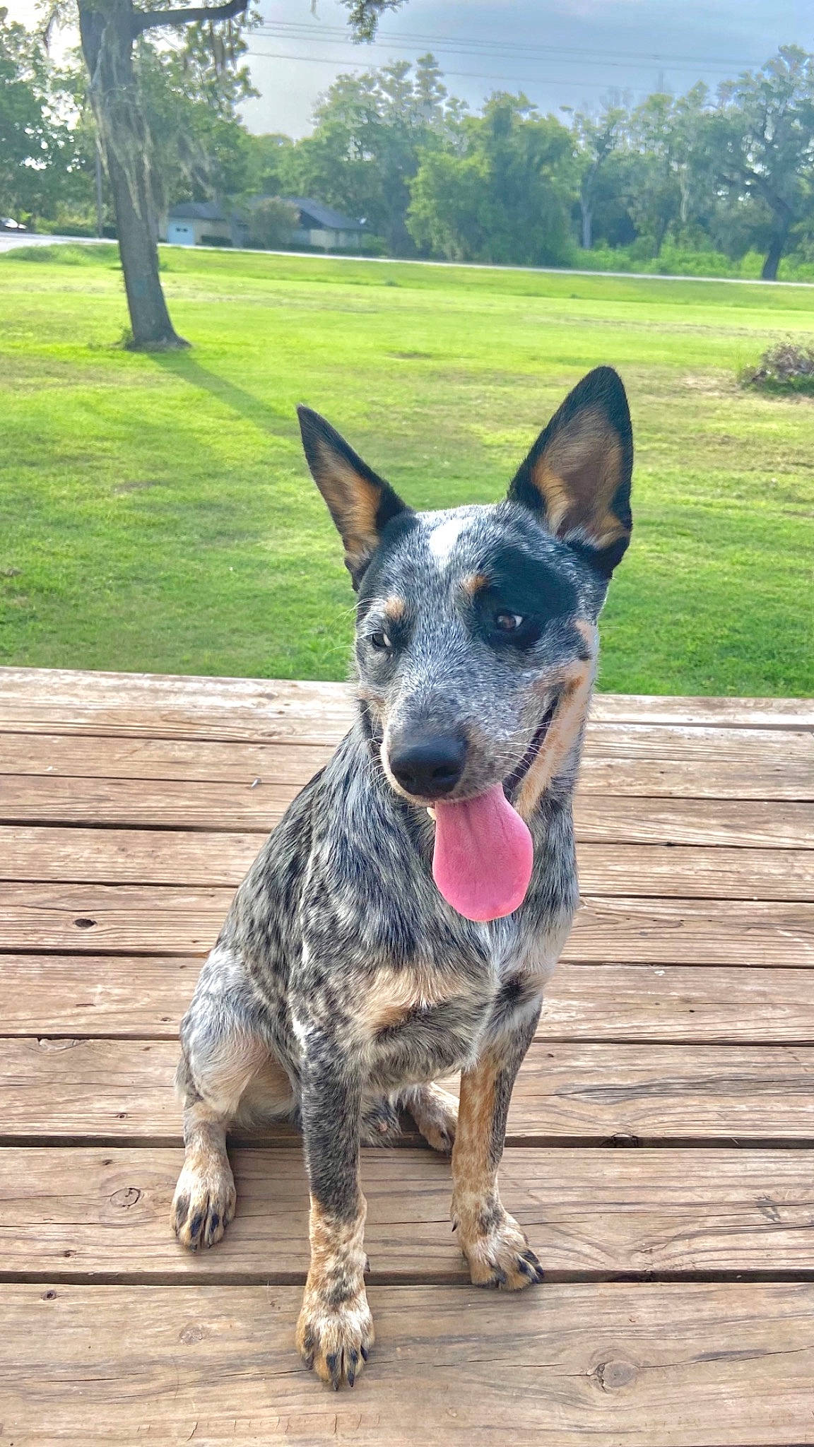 Fat Boy joined the competition — help win amazing prizes! australian_cattle_dog, australian_stumpy_tail_cattle_dog, bicycle, carnivore, collar, dog, dog_breed, fawn, grass, guard_dog, herding_dog, plant, sky, snout, sporting_group, texas_heeler, tree, wood, working_animal, working_dog