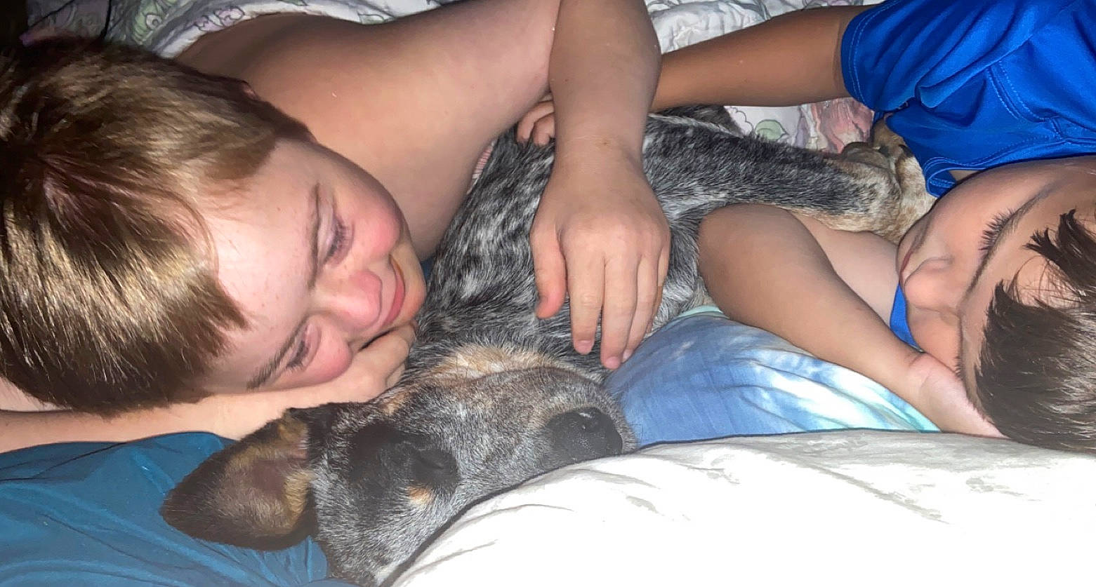 Fat Boy joined the competition — help win amazing prizes! blue, carnivore, comfort, companion_dog, dog, dog_breed, facial_expression, fawn, gesture, hair, hand, happy, interaction, lap, mammal, muscle, organ, textile, thigh, vertebrate